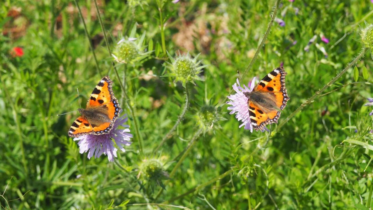 Urlaub Im Naturgarten Apartment Bergneustadt Exterior foto